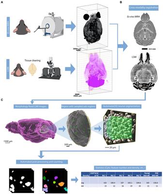 A rapid workflow for neuron counting in combined light sheet microscopy and magnetic resonance histology